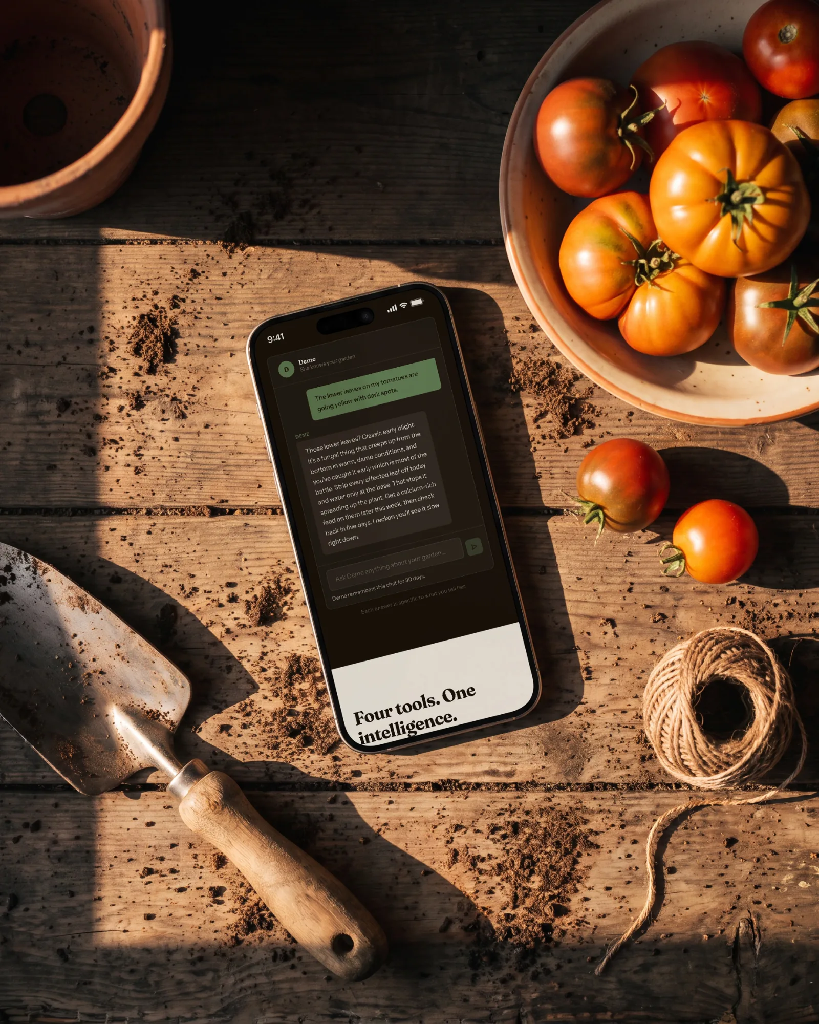 A gardening app’s answer to a question about yellowing tomato leaves on a phone, seen from above beside a bowl of tomatoes.